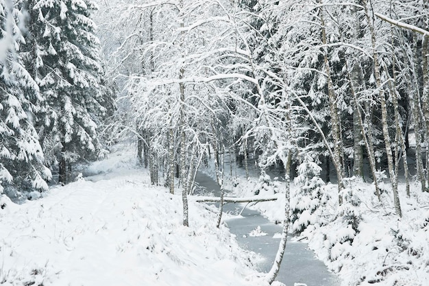 Snow covered trees and frozen gully in forest in winter time.