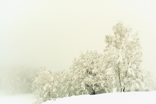 Snow covered trees on a hill in the mountains