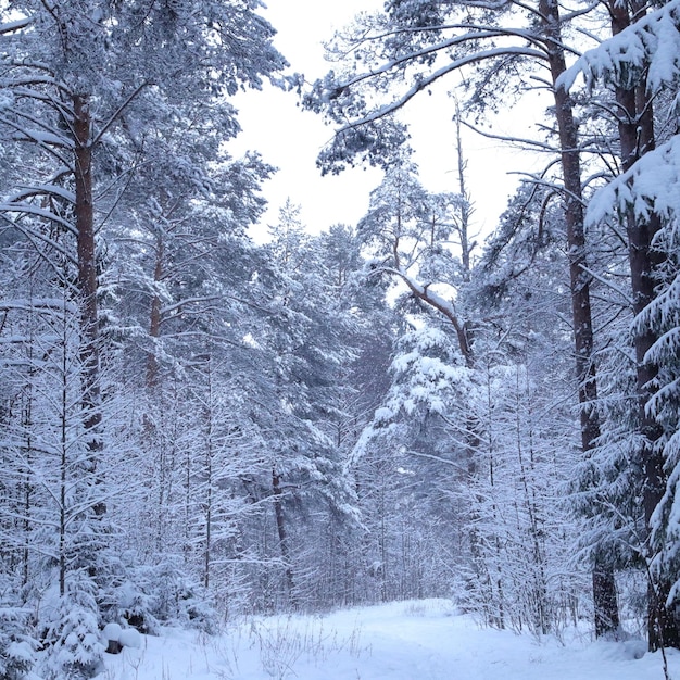 写真 雪で覆われた森の木