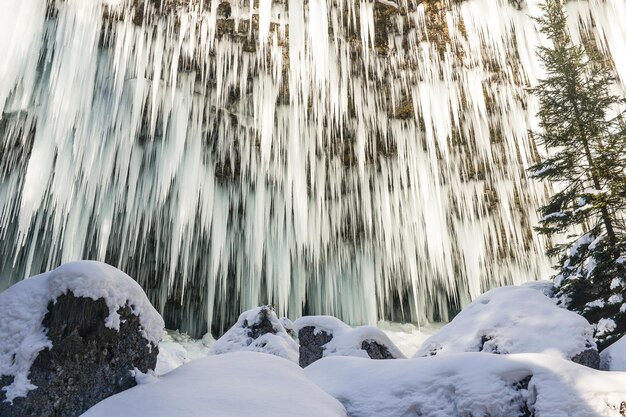 写真 雪で覆われた森の木