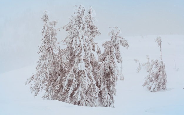Фото Заснеженные деревья в зимнем лесу