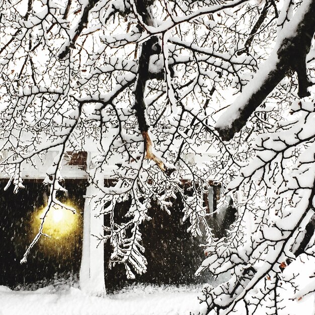 写真 冬に雪で覆われた木々