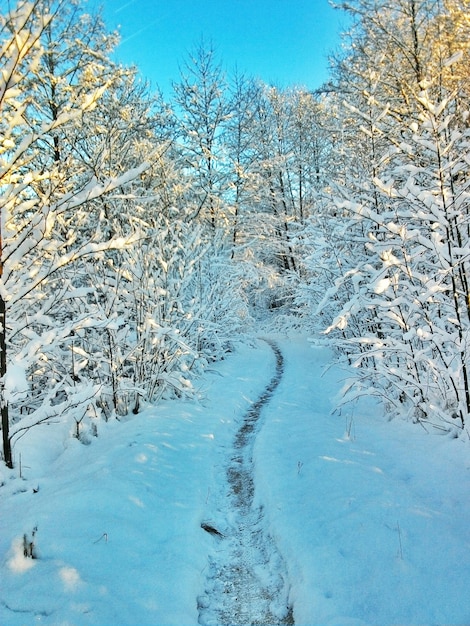 写真 冬に雪に覆われた木々