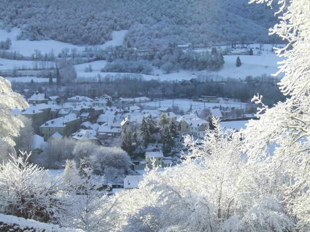 雪で覆われた景色の木々