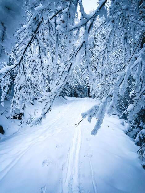 Snow covered trees on landscape