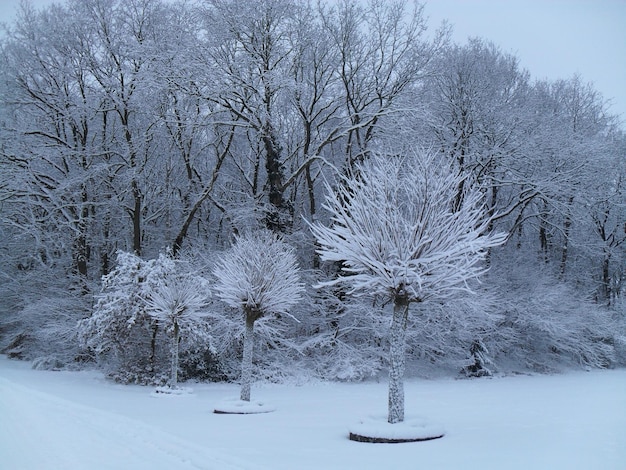 雪で覆われた景色の木々