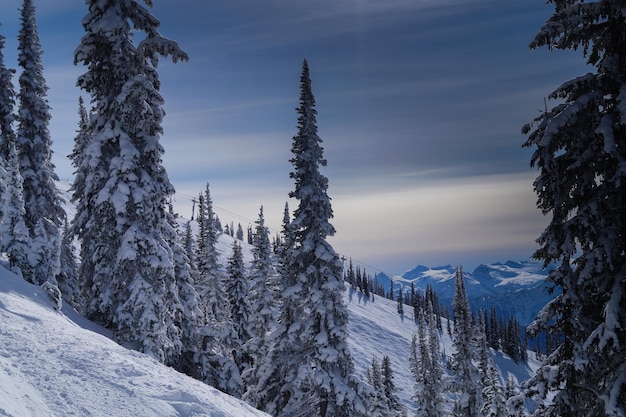 snow covered trees on mountain