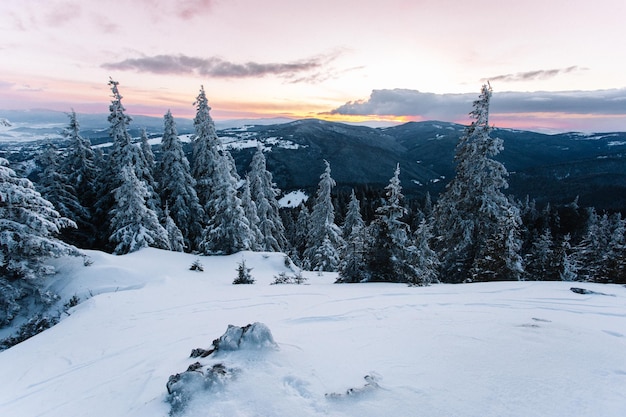 夕暮れの空に照らされた山の雪で覆われた木々