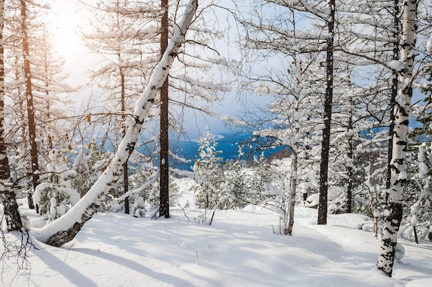 山の中の木々は雪で覆われていました。美しい冬の風景