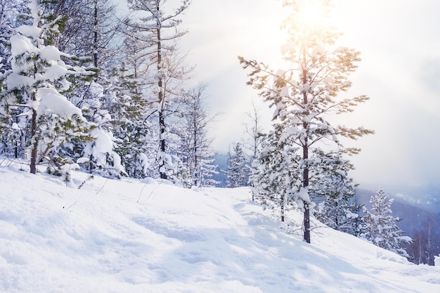 Snow-covered trees in the mountains at sunset. Beautiful winter landscape. Creative toning effect