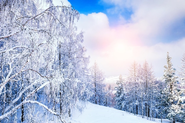 Snow covered trees in the mountains at sunset. Beautiful winter landscape. Winter forest. Creative toning effect