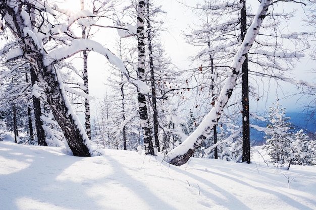 日没時に山の雪に覆われた木々。美しい冬の風景。冬の森。クリエイティブな調色効果