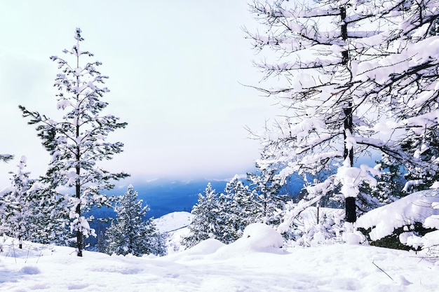 Snow covered trees in the mountains at sunset. Beautiful winter landscape. Winter forest. Creative toning effect