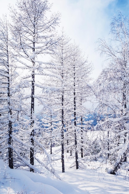 日没時の山の雪に覆われた木。美しい冬の風景。