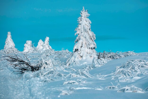 Snow covered trees in the mountains on winter landscape winter forest background winter nature