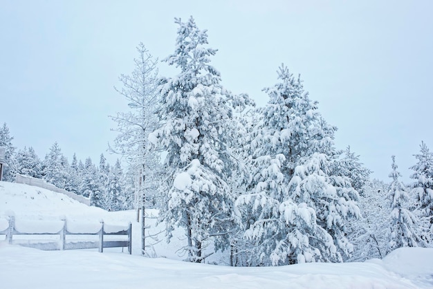 冬の北極圏のフィンランドのルカの門の近くの木々に雪が覆われました