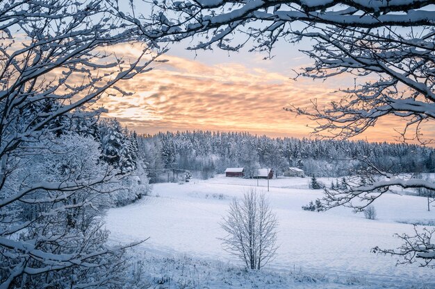 写真 夕暮れの空に照らされた野原の雪に覆われた木