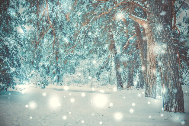 写真 雪に覆われた木は冬に森を植えます