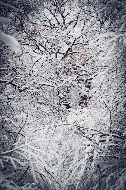 雪に覆われた木は冬に森を植えます