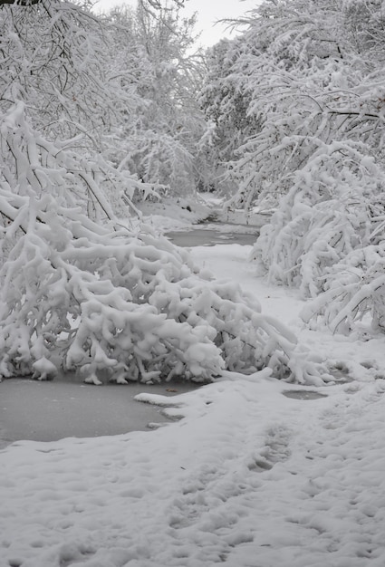 雪に覆われた木は冬に森を植えます