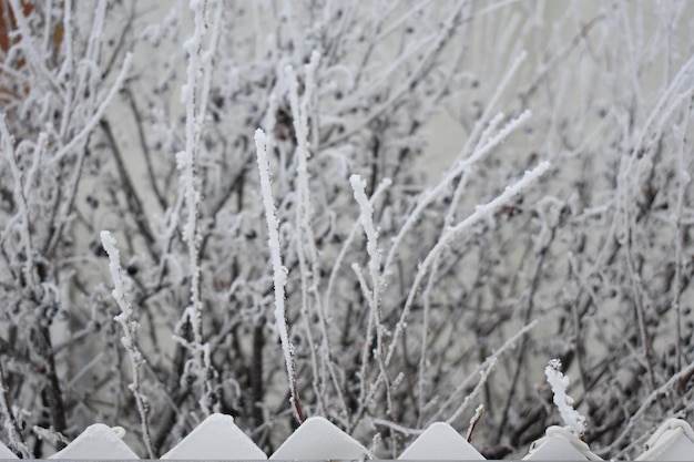 Snow covered trees and plants