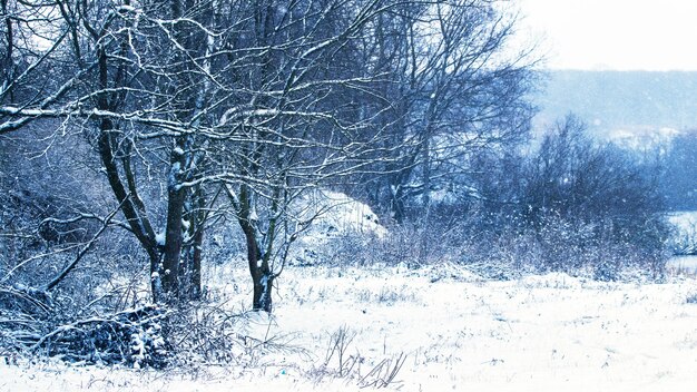 Snow-covered trees on the river bank during a snowfall