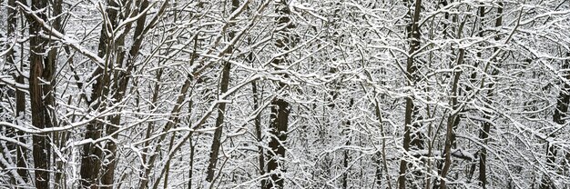 雪に覆われた冬の森の木々