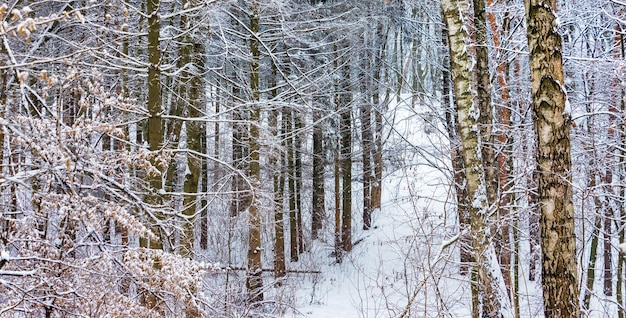 Snow-covered trees in the thick winter forest_