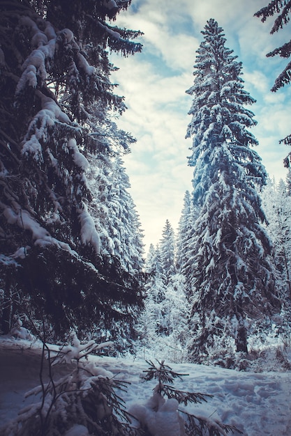 夕暮れ時の冬の森の雪に覆われた木