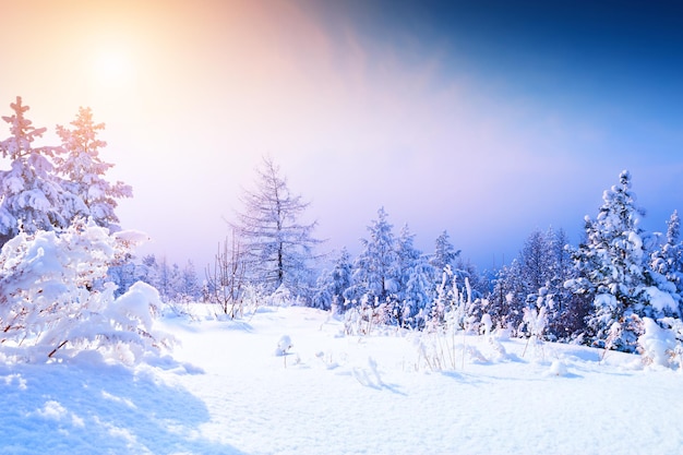 Snow-covered trees in winter forest at sunset. Beautiful winter landscape.