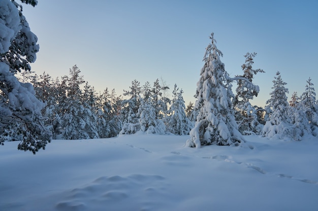 Snow-covered trees in the winter forest at sunset. Copy space.