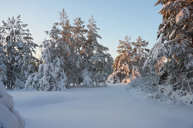 Snow-covered trees in the winter forest at sunset.