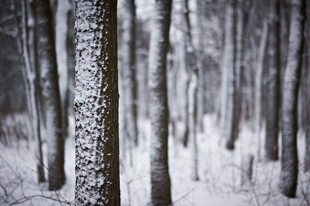 Snow covered trees in the winter forest