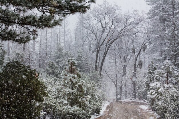 Snow covered trees in the winter forest