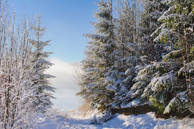 Snow covered trees in winter mountains