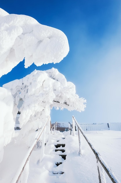 Snow-covered trees in winter park. Beautiful winter landscape.