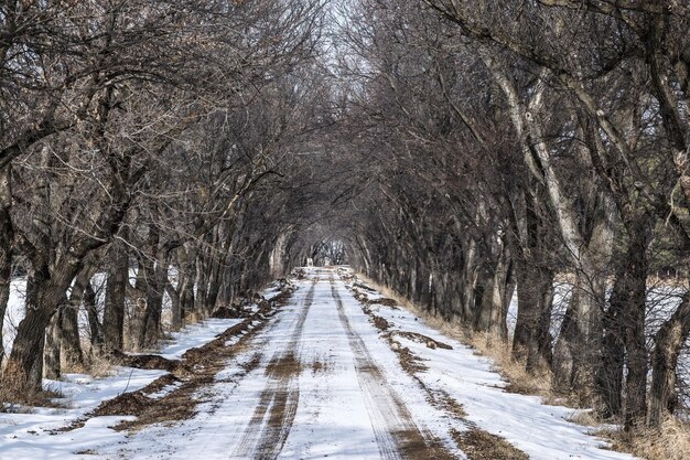 Snow covered trees in winter