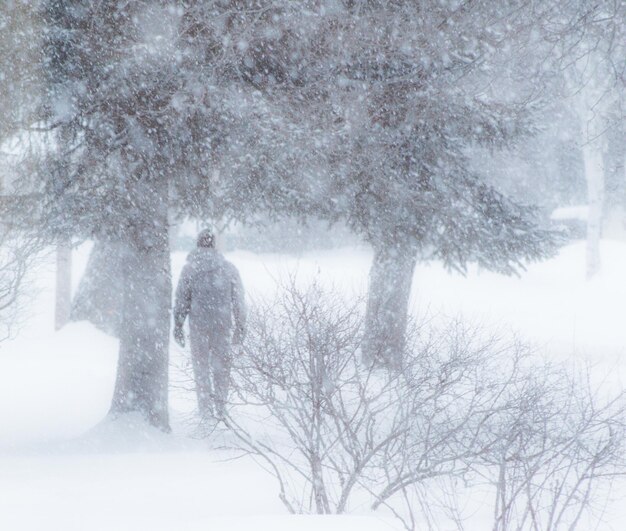 Snow covered trees in winter