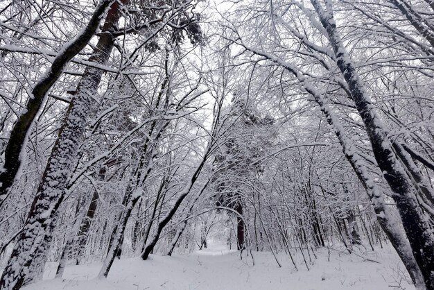 冬は雪に覆われた木々