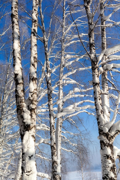 冬の雪に覆われた木々