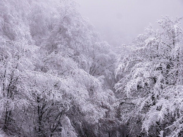 snow covered trees in winter