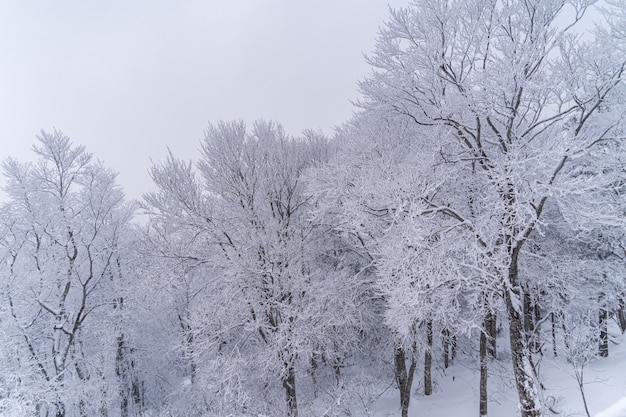 Snow-covered trees in the winter