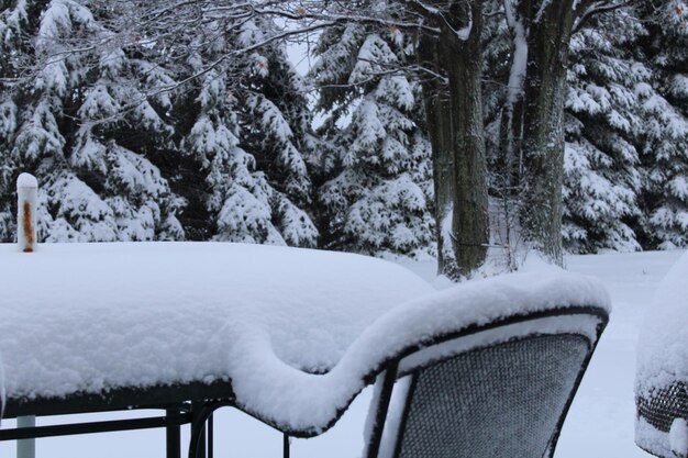 雪で覆われた木々