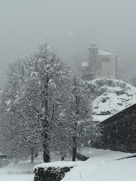 Snow covered trees