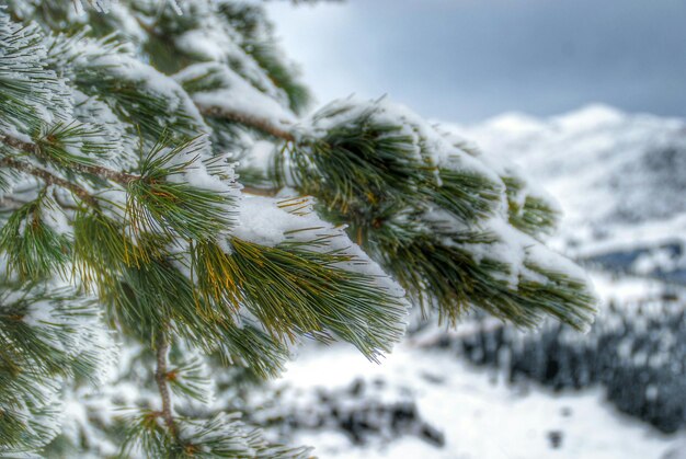 Snow covered trees