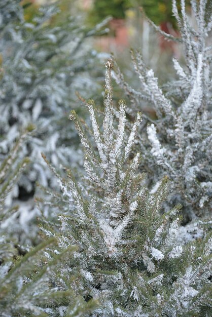 Photo snow covered trees