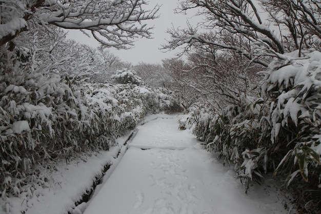 植物の中の雪に覆われた歩道