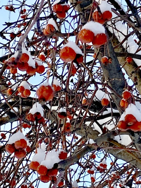 Foto mele selvatiche coperte di neve sui rami albero d'inverno sullo sfondo del cielo blu