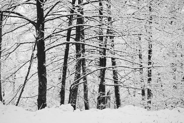 Заснеженные зимние ветки деревьев в лесу
