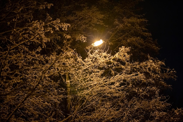 Snow covered winter branches with street lamp inside at winter night